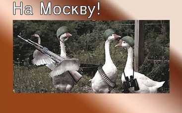 Анекдоты дня: гуси и другие рейтинговые анекдоты!