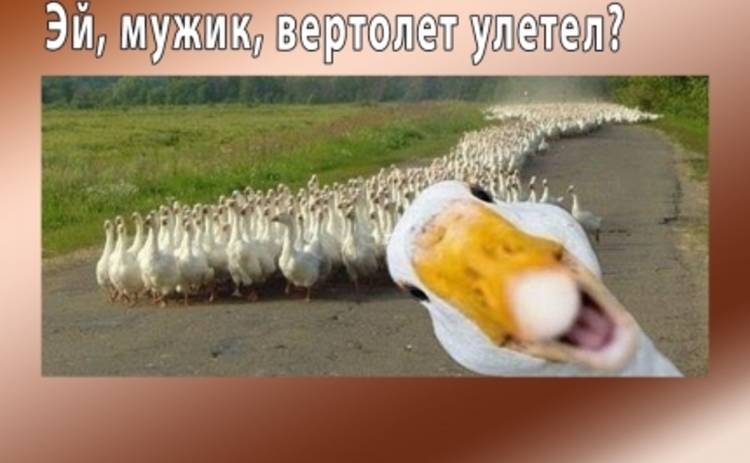 Анекдоты дня: гуси, Крым и другие свежие приколы на Tv.ua