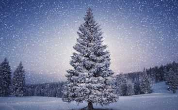 Купить живую елку на Новый год 2016: сколько стоит? (ВИДЕО)