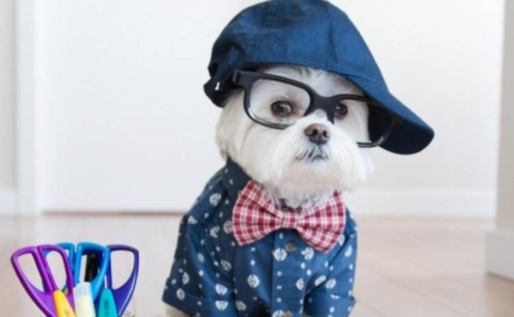Звездный собака: пес-хипстер покоряет Интернет (ФОТО)