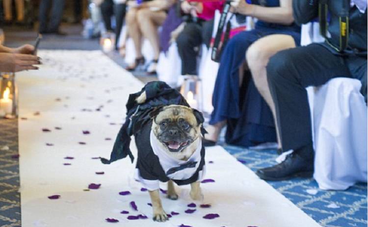 Молодожены из Англии сделали собаку свидетелем на свадьбе (фото)