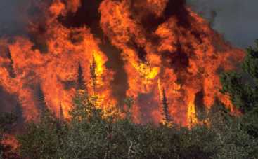 Из-за аномальной жары в Киеве могут возникнуть пожары