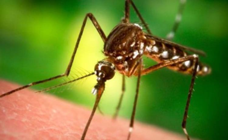Билл Гейтс создает лазер, уничтожающий комаров (фото, видео)