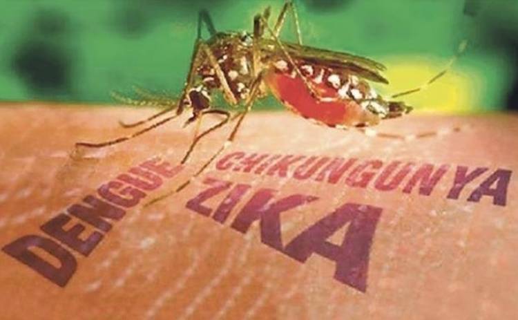 С вирусом Зика будут сражаться ГМО-комары