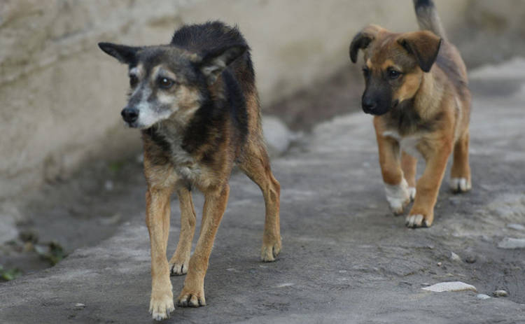 В Киеве бродячие животные все чаще бросаются на людей