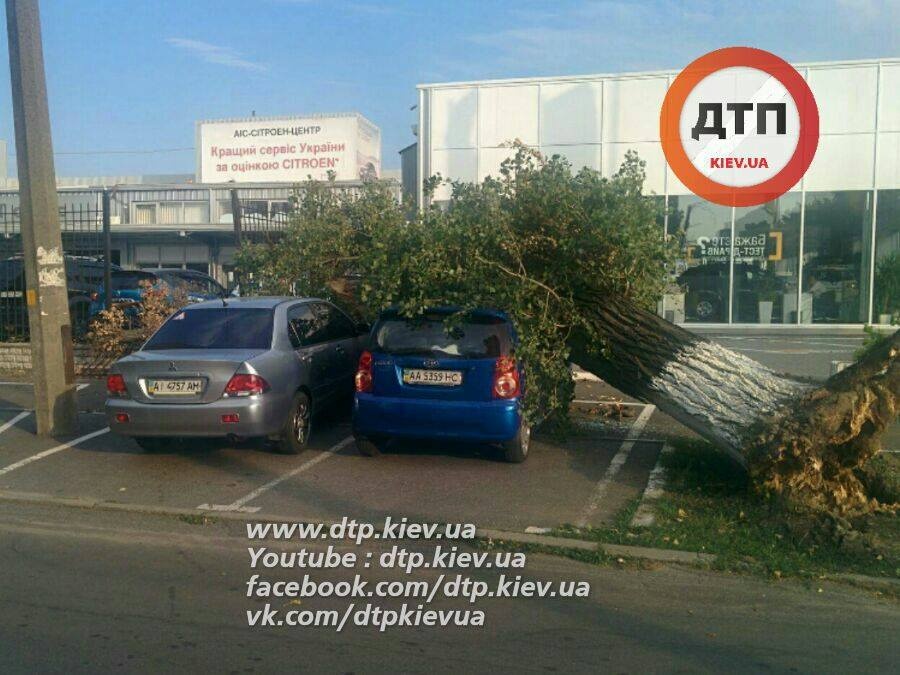v-kieve-veter-povalil-derevo-na-priparkovannye-avtomobili-foto2