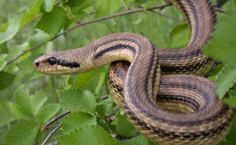 Змеи все чаще атакуют людей на Львовщине