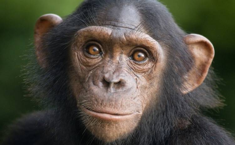 В Мариупольском зоопарке обезьяна отгрызла младенцу палец