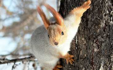 Сегодня погода будет капризной