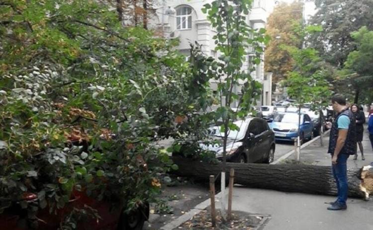 В Киеве рухнувшее дерево придавило несколько авто (фото)