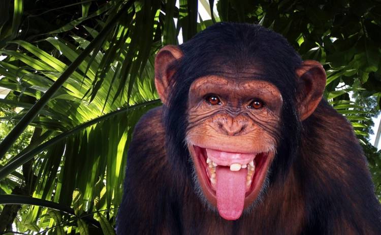 В корейском зоопарке закурила шимпанзе (видео)