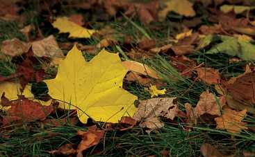 Сегодня с погодой не повезет жителям западной Украины