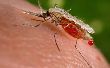Ученые натравят комаров-мутантов на «больных» насекомых
