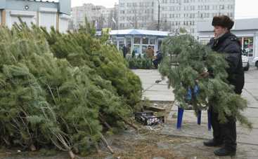 В Украине новогодние елки будут сдавать в аренду
