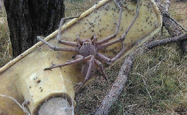В Австралии обнаружили самого большого паука в мире (фото)