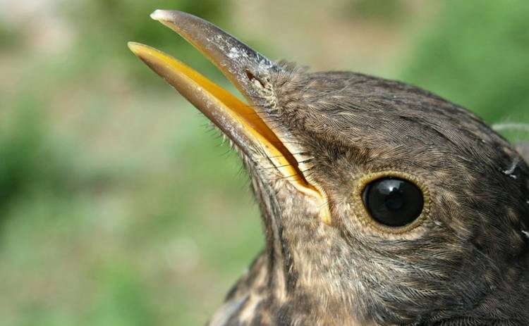 Ученые раскрыли секрет птичьего клюва