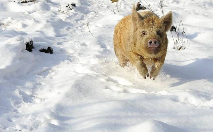Сегодня погода подсунет киевлянам снежную свинью