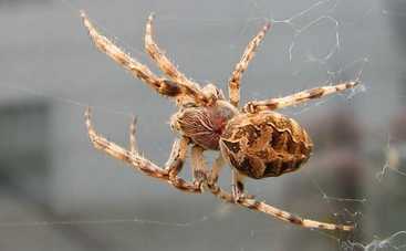 Возле Чили обнаружили пауков, умеющих летать (фото)