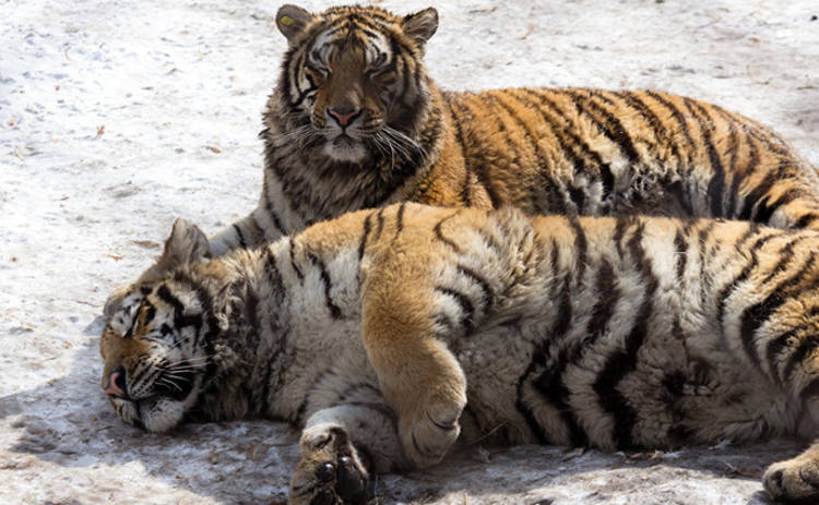 Беспилотники помогают растолстевшим тиграм похудеть (видео)