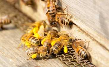 Первая помощь: что делать при укусе пчелы?