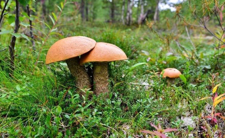 Все буде смачно: 10 лучших блюд из лесных грибов - часть 1 (эфир от 30.09.2017)