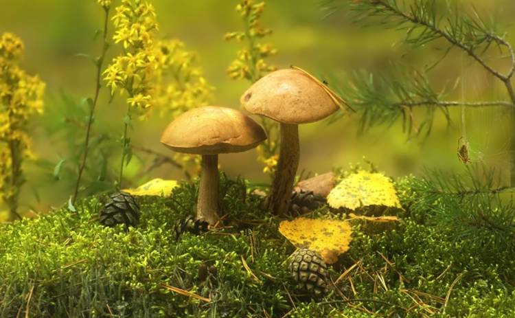Все буде смачно: 10 лучших блюд из лесных грибов - часть 2 (эфир от 01.10.2017)
