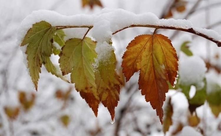 В первый день зимы в Украине будет плюсовая температура и дожди