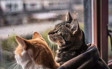 В четверг в Украине станет немного мокро