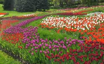 Киевляне и гости столицы могут посетить выставку тюльпанов бесплатно