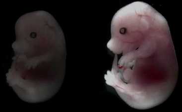 Создан первый в мире эмбрион из стволовых клеток