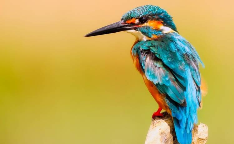 Почему у птиц нет зубов: найдена новая гипотеза