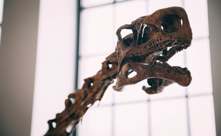 Динозавры-вегетарианцы: ученые нашли новый уникальный вид
