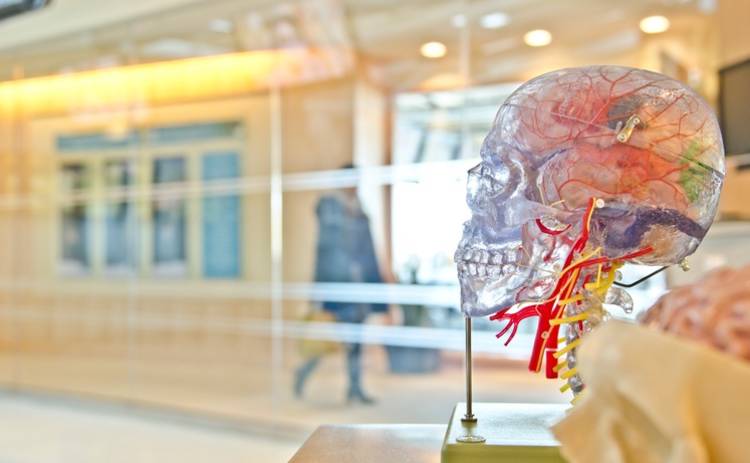 Ученые нашли в человеческом организме «второй мозг»