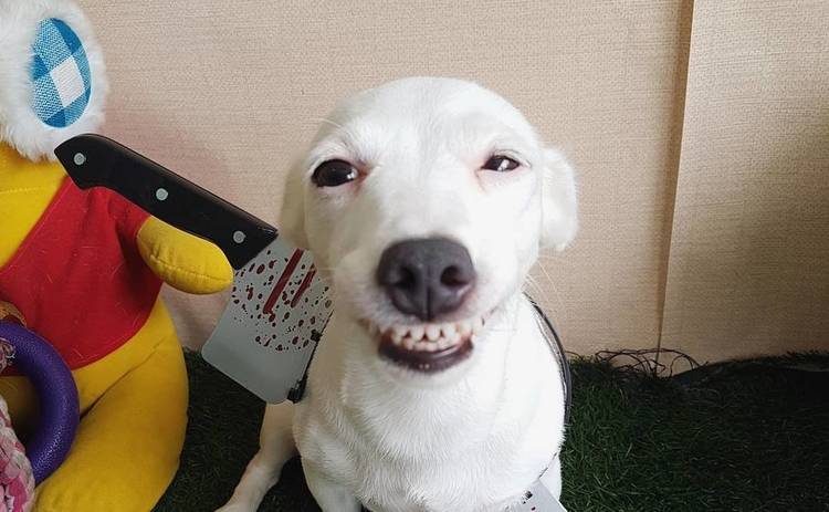 Сеть взорвали фотографии улыбающегося пса