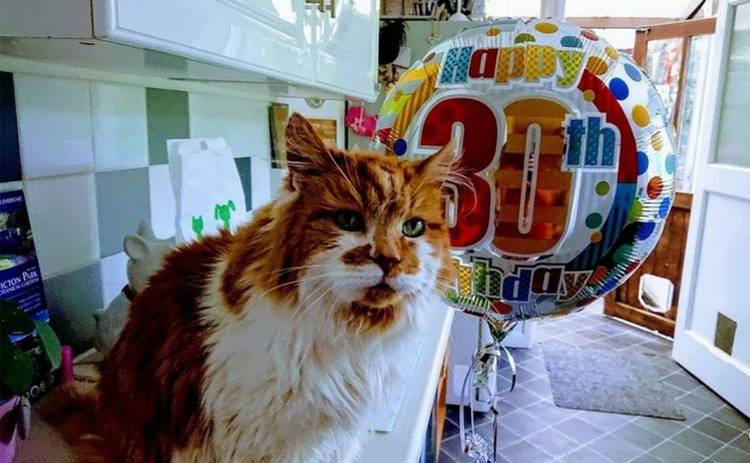 Самый старый кот в мире отпраздновал свое 30-летие