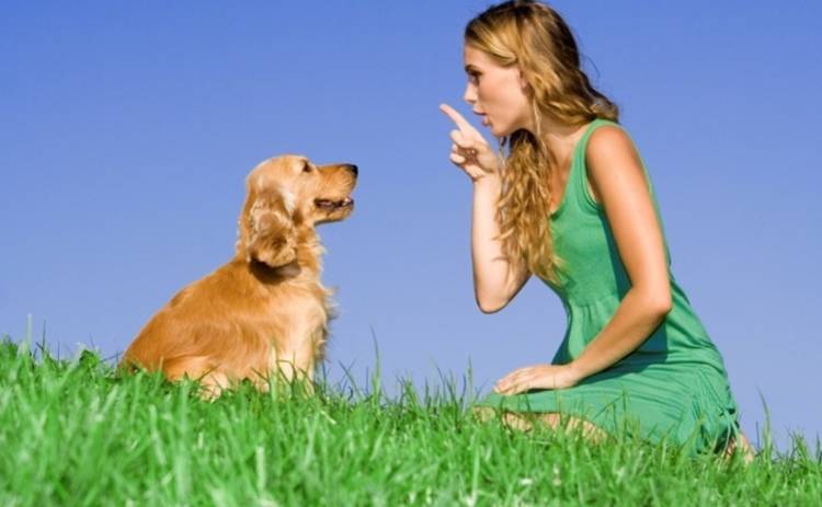 Как собаки общаются с людьми: популярные жесты