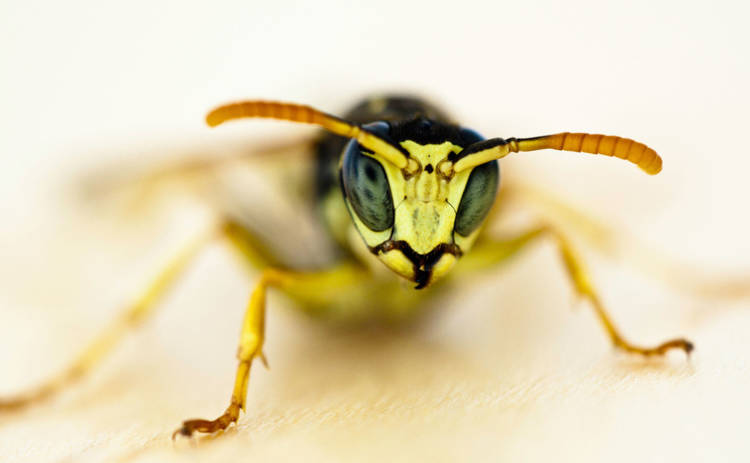 Ученые открыли новый вид осы, которая откладывает яйца в живых существ