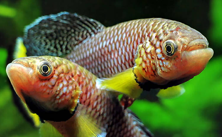 Рыбы помогли найти новую причину старения организма