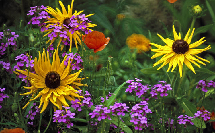 Клумбы непрерывного цветения: неувядающее украшение сада