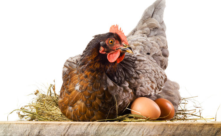 Яйцо или курица – кто получит первенство?