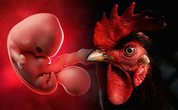 Ученые экспериментируют: эмбрион из клеток курицы и человека