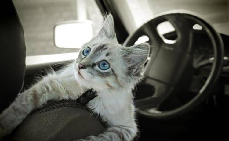 Очень необычный помощник автомобилистки или зачем в машине кошачий наполнитель