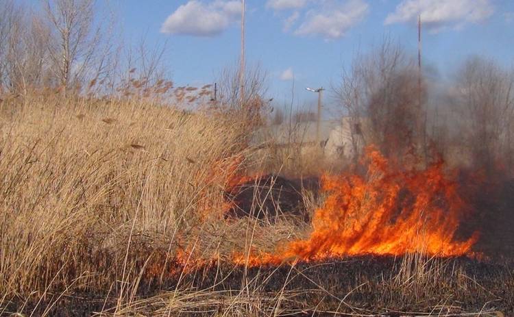 На Кировоградщине школьники остановили пожар в лесу и спасли маленького мальчика