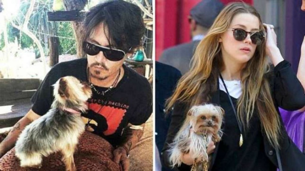 amber-heard-johnny-depps-wife-being-charged-with-dog-smuggling